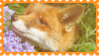 fox 4
